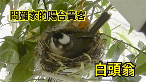 鳥 築 巢 吉兆|「鳥築巢吉兆」：寓意新居興旺發財，取諧音「鳥」與「褔」相同。